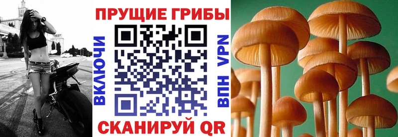 это как зайти  Златоуст  Псилоцибиновые грибы мицелий 